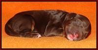 Shelby Duke Newborn puppy 121