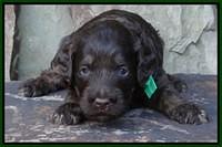 Shelby Duke pups 3 wks old 91