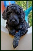 Shelby Duke pups 5 wks old121