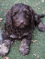 Shelby Duke pups 7 wks old 221