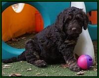 Shelby Duke pups 7 wks old 251