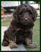 Shelby Duke pups 7 wks old 261