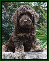 Shelby Duke pups 8 wks old 161
