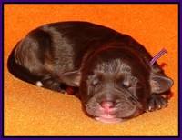 Shelby Duke Newborn puppy 151