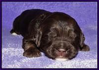 Shelby Duke pups 2 wks old 171
