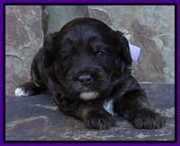 Shelby Duke pups 3 wks old 111