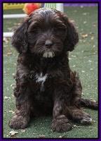 Shelby Duke pups 7 wks old 211