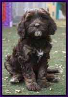 Shelby Duke pups 7 wks old 231
