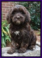 Shelby Duke pups 8 wks old 121