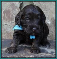 Shelby Duke pups 3 wks old 131