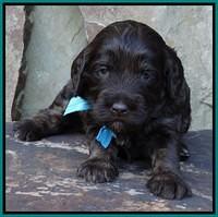 Shelby Duke pups 3 wks old 141