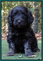 Shelby Duke pups 5 wks old201