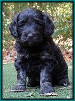 Shelby Duke pups 5 wks old211
