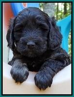 Shelby Duke pups 5 wks old231