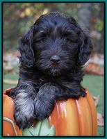 Shelby Duke pups 6 wks old 11