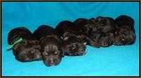 Shelby Duke pups 1 wk old 221