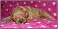 Gem Pitch pups 1 wk old 21