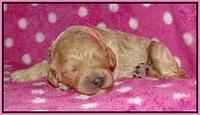 Gem Pitch pups 1 wk old 31