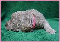 Gem Pitch pups 2 wks old 21