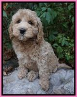 Gem Pitch pups 8 wks old 11