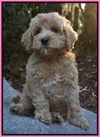 Gem Pitch pups 8 wks old 21