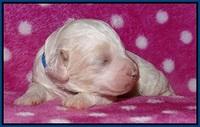 Gem Pitch pups 1 wk old 41