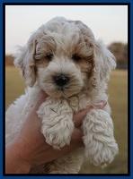 Gem Pitch pups 7 wks old 31