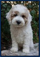 Gem Pitch pups 8 wks old 61