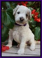 GEm Pitch pups 4 wks old101