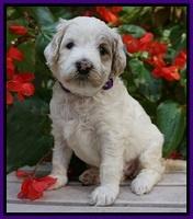 GEm Pitch pups 4 wks old91
