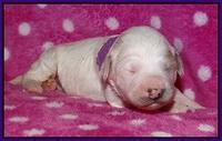 Gem Pitch pups 1 wk old 71