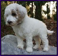 Gem Pitch pups 8 wks old 71