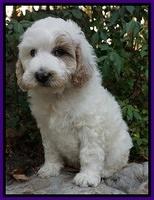 Gem Pitch pups 8 wks old 81