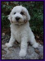 Gem Pitch pups 8 wks old 91