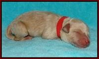 Gem Pitch Newborn pups 91