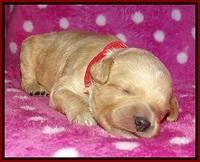 Gem Pitch pups 1 wk old 111