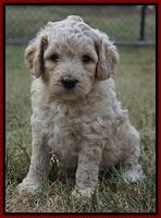 Gem Pitch pups 5 wks old 181