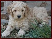 Gem Pitch pups 6 wks old191