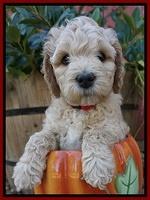 Gem Pitch pups 6 wks old221