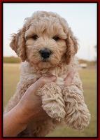 Gem Pitch pups 7 wks old 71