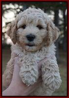 Gem Pitch pups 7 wks old 81