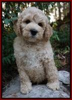 Gem Pitch pups 8 wks old 121