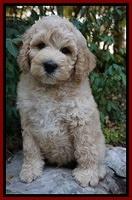 Gem Pitch pups 8 wks old 131