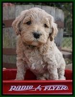 Gem Pitch pups 5 wks old 211