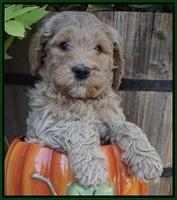 Gem Pitch pups 6 wks old271