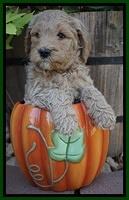 Gem Pitch pups 6 wks old281