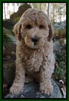 Gem Pitch pups 8 wks old 171