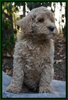 Gem Pitch pups 8 wks old 181