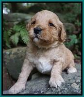 Gem PItch pups 3 wks old231