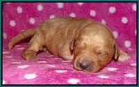 Gem Pitch pups 1 wk old 141